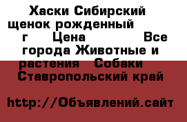 Хаски Сибирский (щенок рожденный 20.03.2017г.) › Цена ­ 25 000 - Все города Животные и растения » Собаки   . Ставропольский край